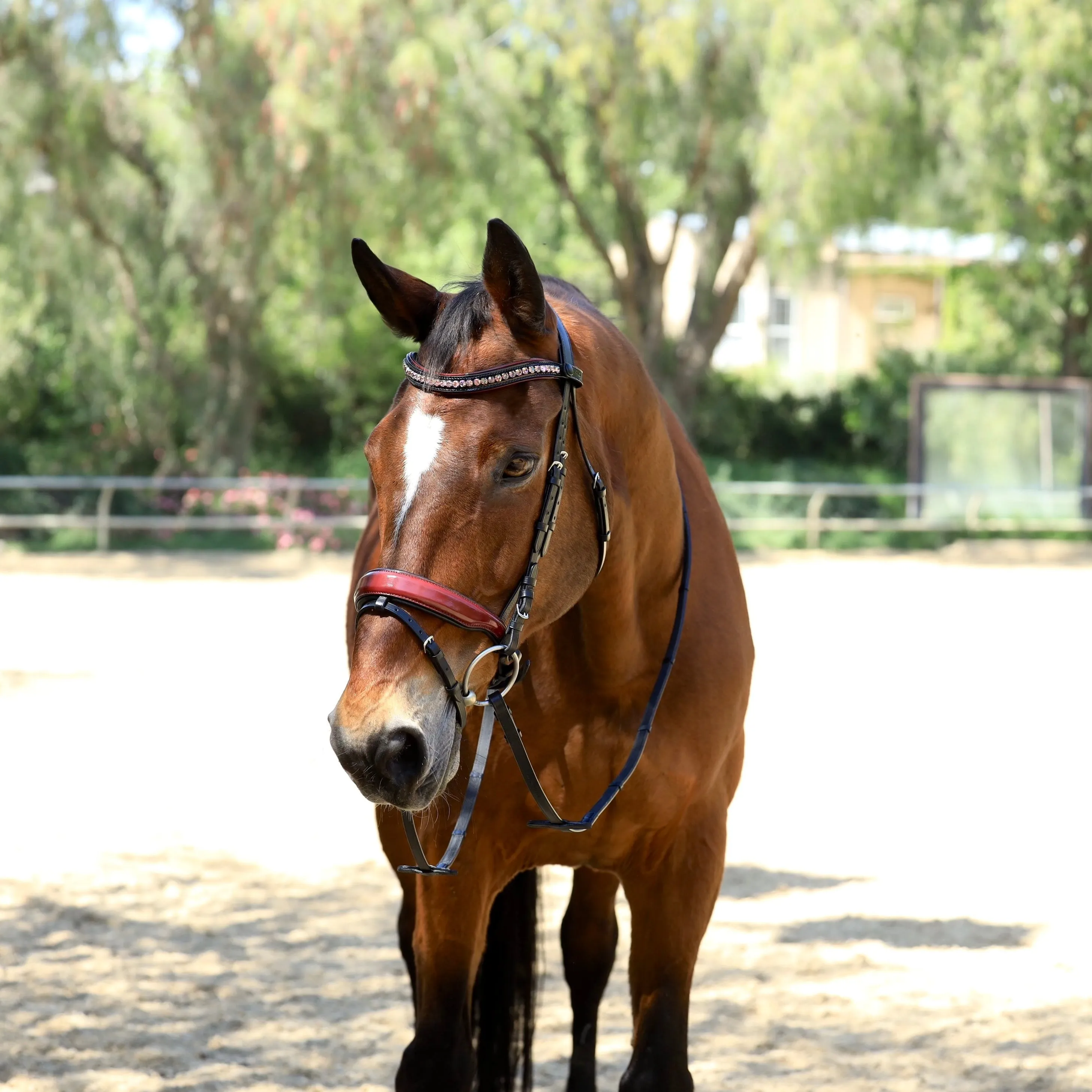 Rosewood - Burgundy Patent Snaffle Bridle