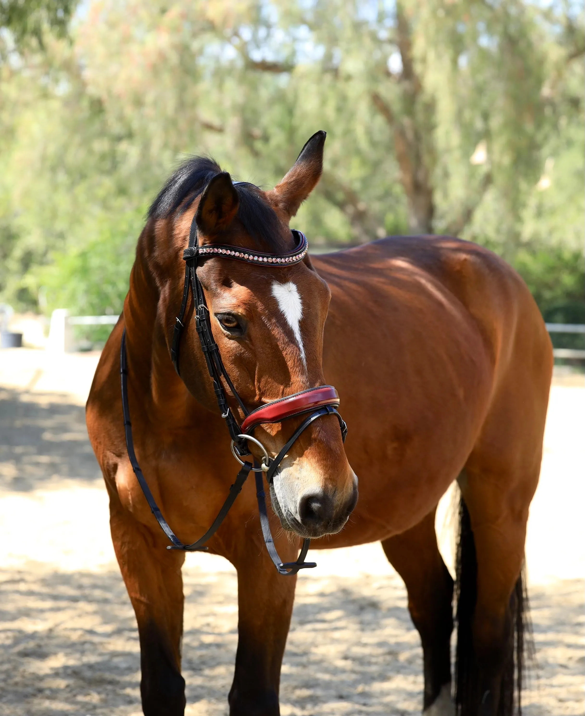 Rosewood - Burgundy Patent Snaffle Bridle