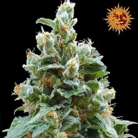 SEE011: Vanilla Kush Feminized Seeds (Barney's Farm) 5 X Feminized Seeds